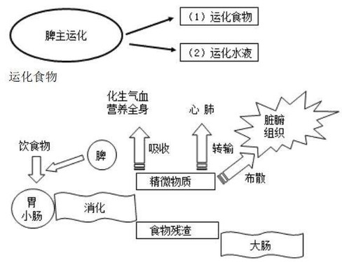 Apple Watch新专利：水合作用监测 防脱水及酒精中毒