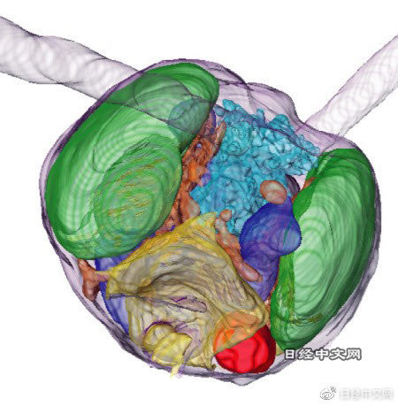 世界首次！石油有望被替代？科学家发现神奇浮游生物